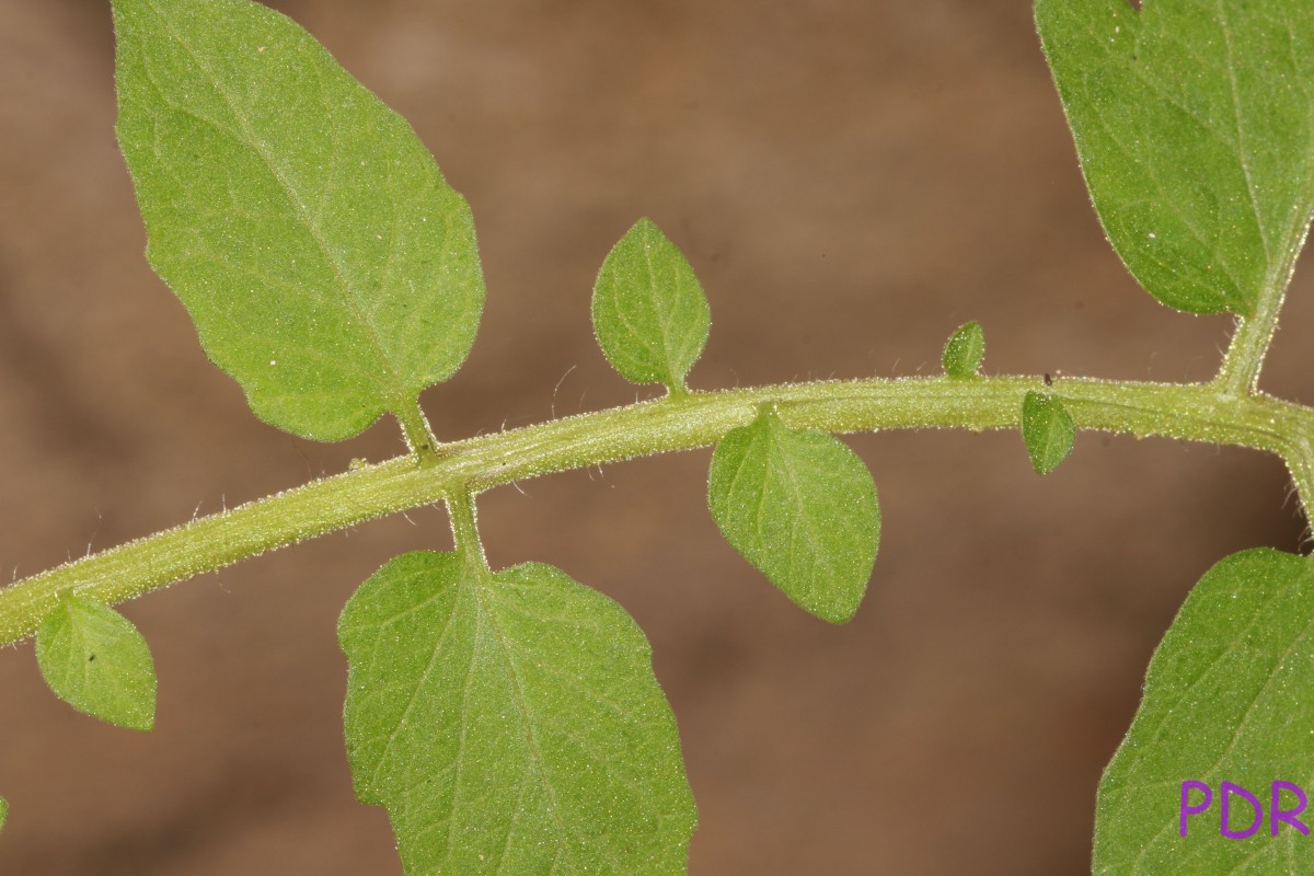 Solanum lycopersicum L.